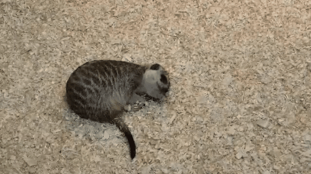 All my brothers are weird, I'm the only normal one - GIF, Video, Exotarium, Animals, Funny, Humor, Milota, Meerkat, My