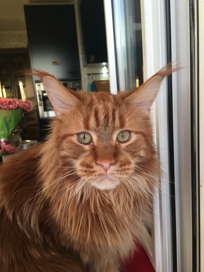 After the holiday - My, cat, Maine Coon, Redheads, Ginger, Pets