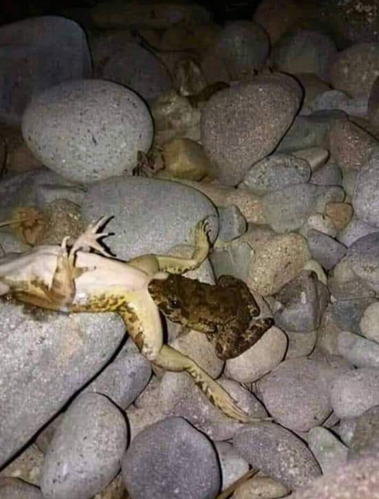    .