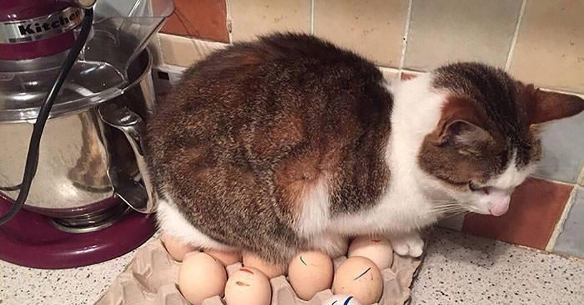 Кот с яйцами картинки
