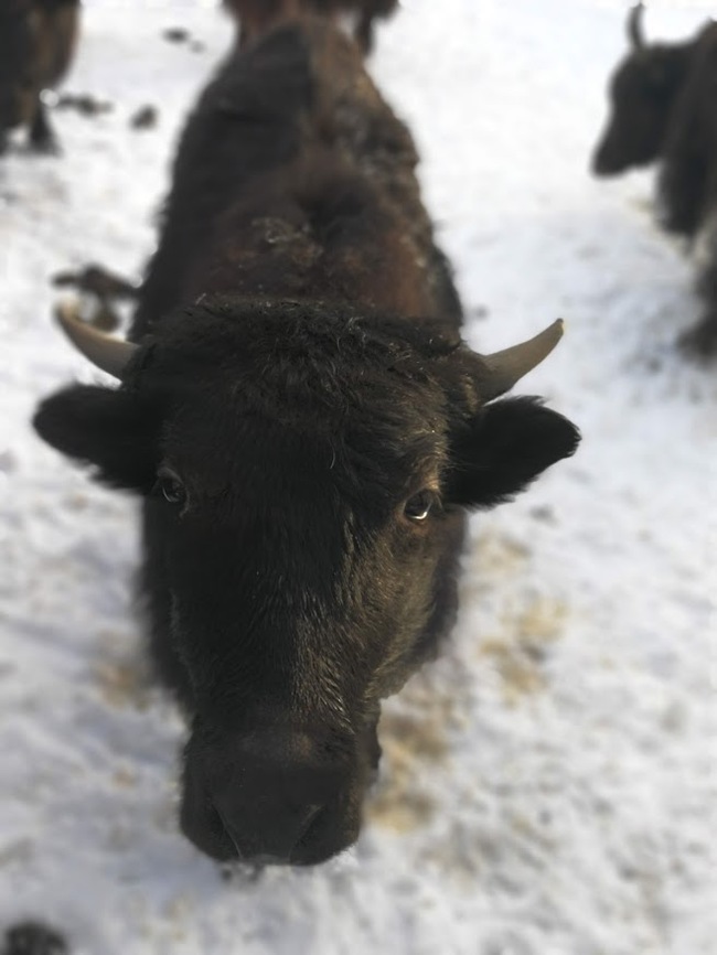 Yaks are my yaks - My, Yak, , Animals, Zoo, , Longpost