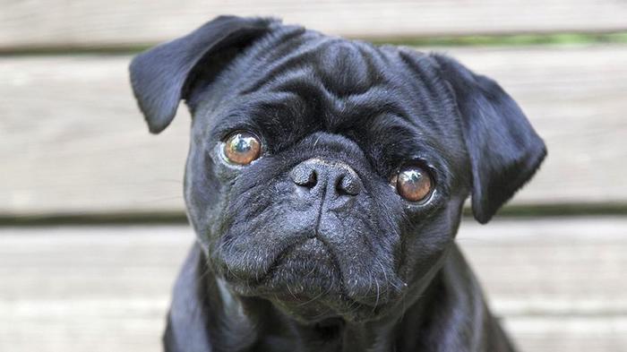 Pug confiscated from an elderly family in Germany due to debts - Germany, Duty, Pug, Alain, Dog