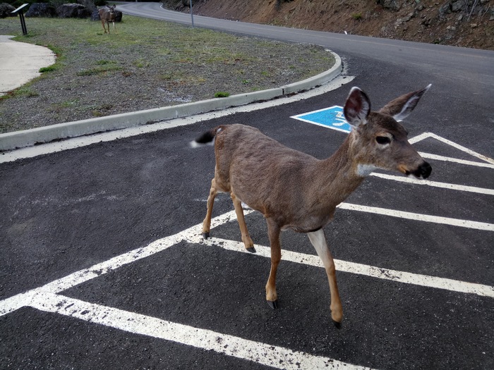 I'm a deer, that's how I park - My, Deer, Parking, Animals, Longpost, Deer