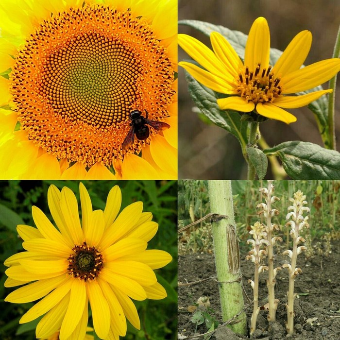 Sunflower - My, Flora, Plants, Botany, Botanical Garden, Entertaining botany, Sunflower