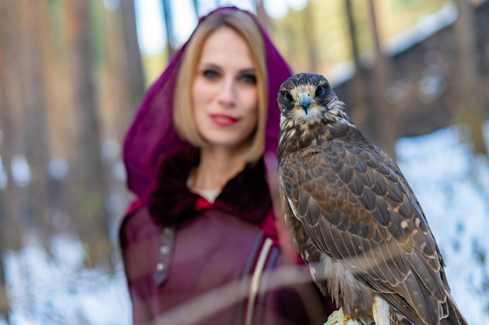 Photogenic Saker Falcon - Predator birds, The photo, Falcon, Saker Falcon, Girls, Nature, PHOTOSESSION, Photogenic