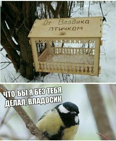 Домик для птичек | Пикабу