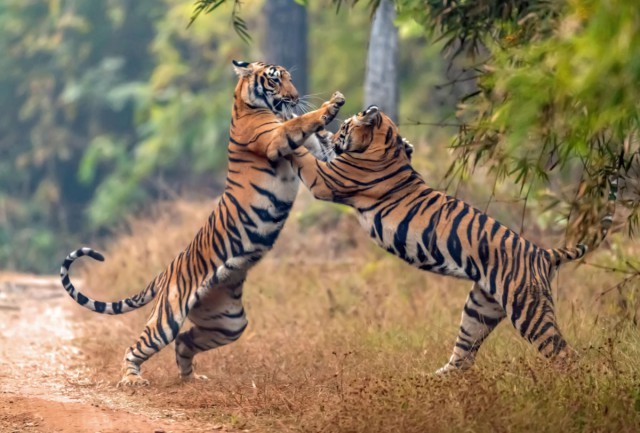 Tiger Wrestling - Tiger, India, Fight, cat, Animals