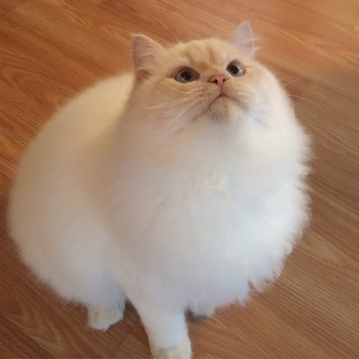 Floofball