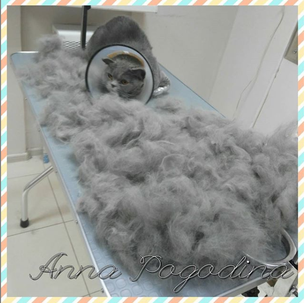 About combing out all sorts of shaggy - My, cat, Dog, Grooming, Wool, Scratching, , , Longpost