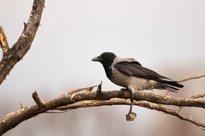 Just a crow holding a walnut - My, The photo, Animals, Nature, Crow