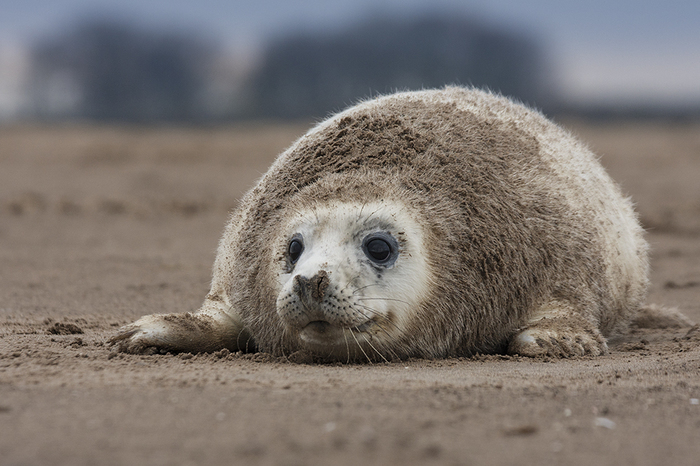 Seals by Miles Herbert - Seal, Animals, Wild animals, Milota, Young, The photo, A selection, Longpost