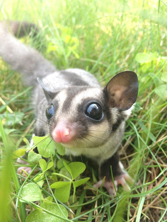 Curious Sugar Glider - Animals, Australia, , Sugar Possum