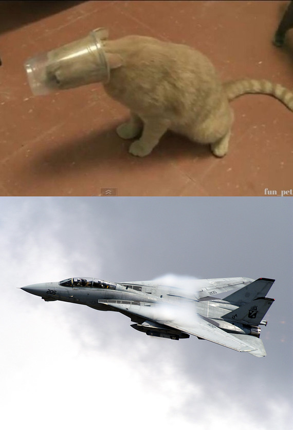 Variable sweep - cat, Humor, , Airplane, Pets, f-14