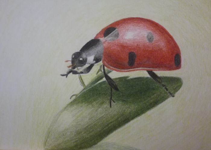 Ladybug with colored pencils - My, Drawing, ladybug