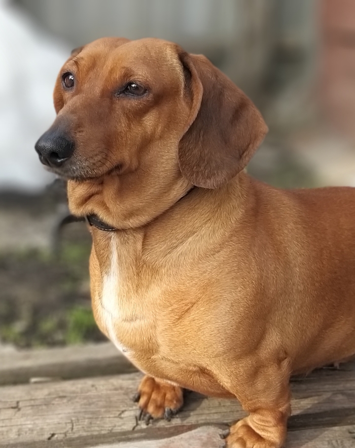 Our dachshund - My, Dog, Dachshund, The photo