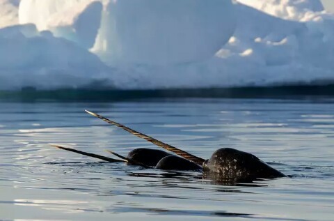 Water unicorns or narwhals. - , Unicorn, Nature, Longpost, Narwhals