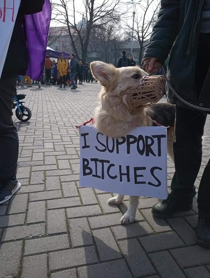 When you are for equal rights - March 8, Dog, March, Rally, Feminism