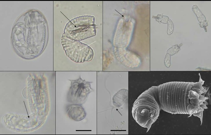 Nematomorpha: Gordioidea èëè "âîëîñàòèêè" Èíòåðåñíîå, ×åðâü, Ïàðàçèòû, Ïàðàçèòîëîãèÿ, Óäèâèòåëüíûå íàñåêîìûå, Ãèôêà, Äëèííîïîñò