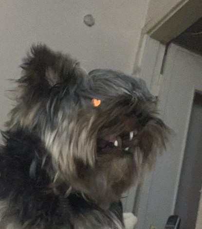 Hell's curier - My, Yorkshire Terrier, Dog