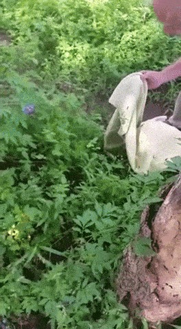 - ,  ,  .