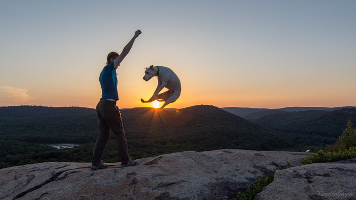 Photo Master - The photo, Dog, Pets, Person, Sunset, The mountains
