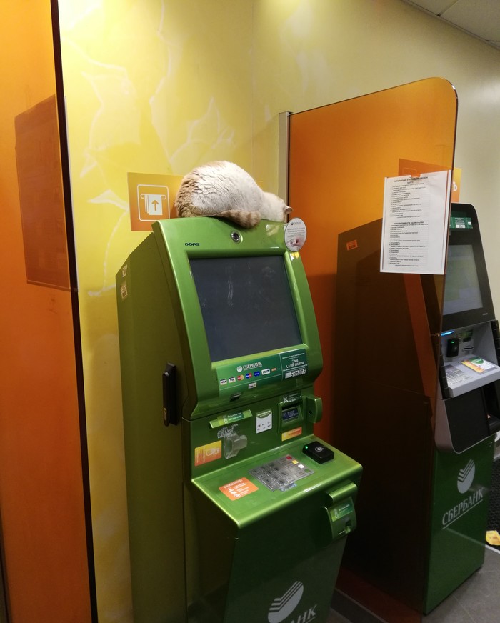 Capturing ATMs by cats. - My, cat, Longpost, Pets