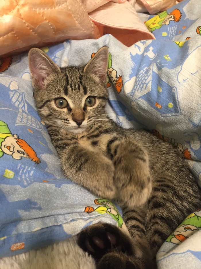 Help me name a kitten - My, cat, Longpost, Pets, Kittens