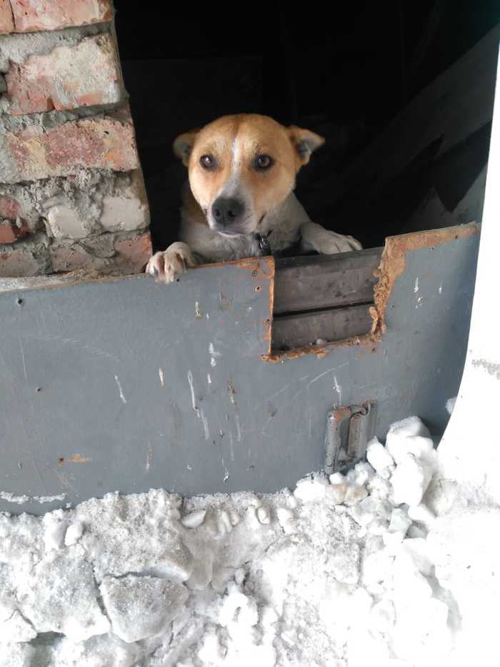 Found a dog! Novosibirsk! - My, Novosibirsk, Dog, Longpost, No rating, Animals, Help, Helping animals