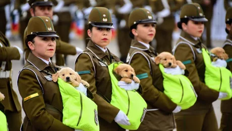 Battalion of good boys. - Police, Chile, Female, Good boy, Dog, Women