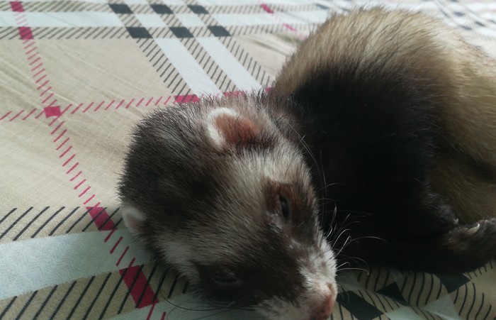 When I woke up - Ferret, My, Awakening