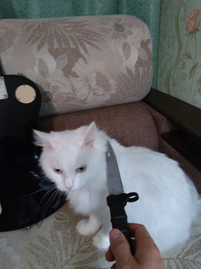 Sir Barsik. - My, Catomafia, Combat knives, Longpost, cat