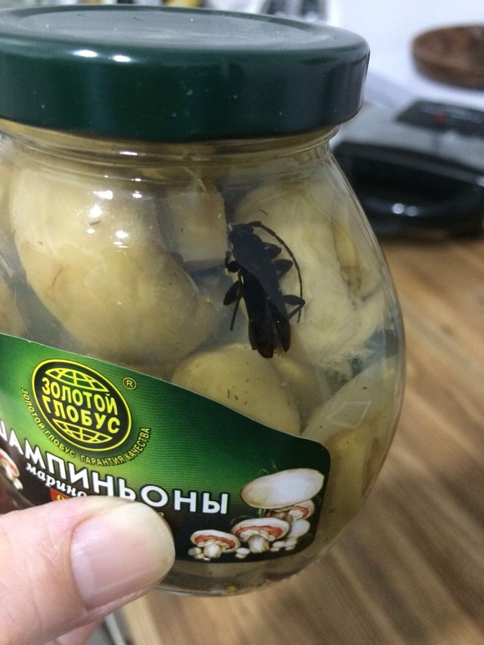 Cockroach in a jar with mushrooms - My, Entomology, Cockroaches, Claim, Insects