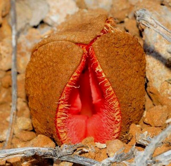 This is a rare and strange plant.Gindora - Carnivorous plants, Africa, Insects, Longpost