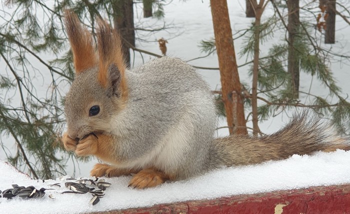 Protein post. - My, Squirrel, Samara, Courage, Longpost, Winter, Animals, The photo