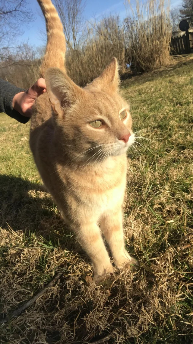 The husband forbade taking a cat from a shelter. - Animals, cat, The photo, Reddit