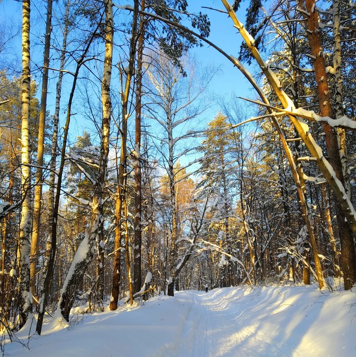 Sunny - snowy from the forest - My, Forest, Ski track, Sunny, The sun, Winter, Mood, The photo, League of photographers