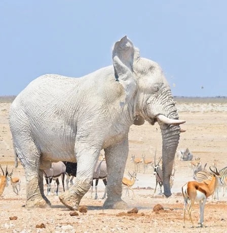 March 13 - National Thai Elephant Day - My, Thailand, Elephants, March, thirteen, Longpost