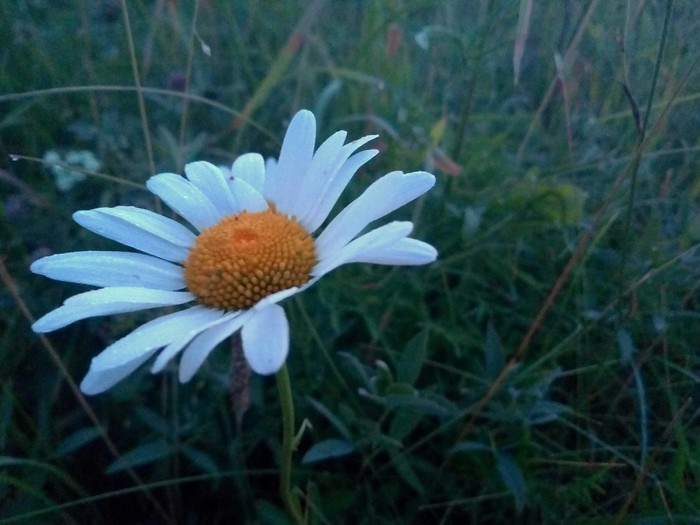 Chamomile turns white in the twilight of summer - My, Nature, Ural, Field, Flowers