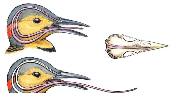 The woodpecker has its tongue wrapped around its skull. - Ornithology, Birds