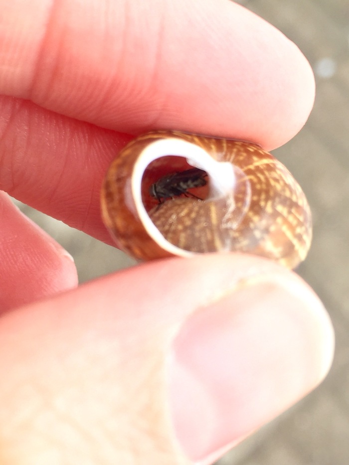 Думал, что нашёл улитку...