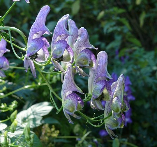 Aconite won't heal a wound - My, Poems, Creation, Flowers, Acrostic, Aconite