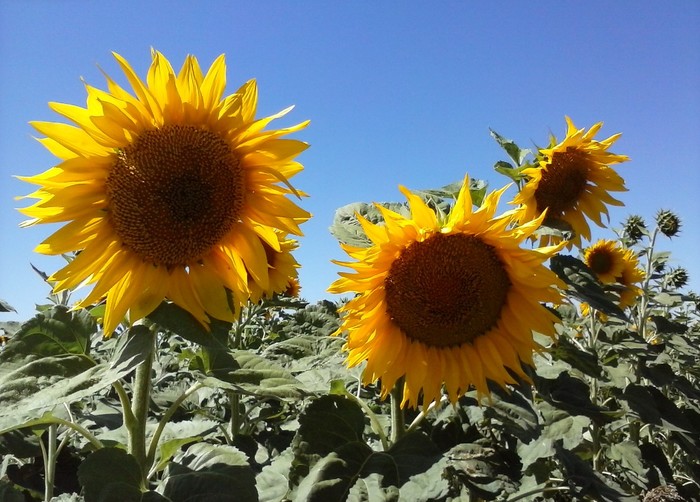 A little bit of summer in the feed! - My, Summer, Sunflower, The nature of Russia, Longpost, Mobile photography