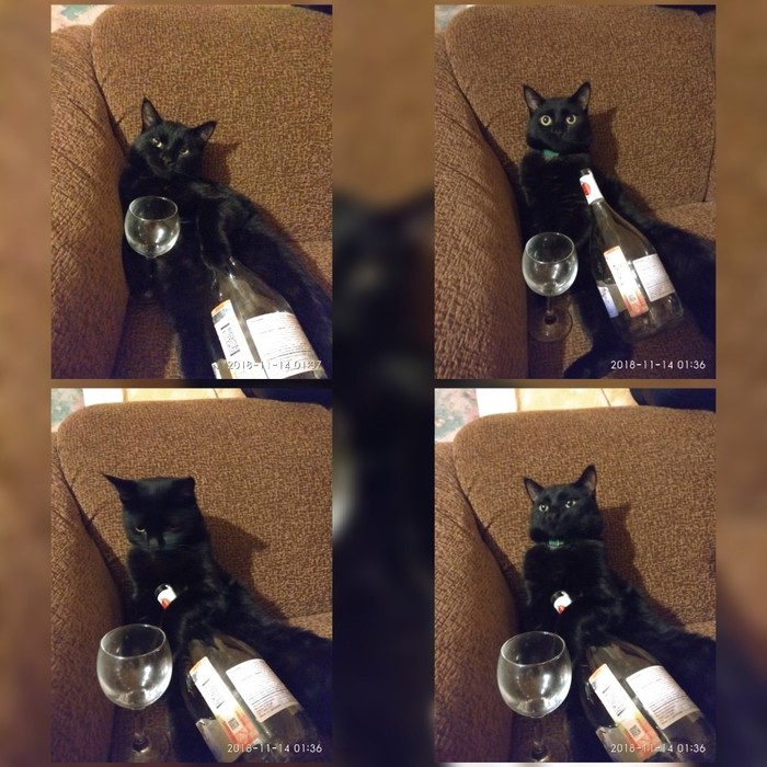 Drunk cat - grief in the family - My, cat, Lucifer, Bottle, Alcoholics, Pets