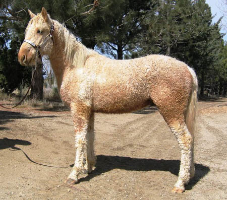 curly horse - Horses, Pets