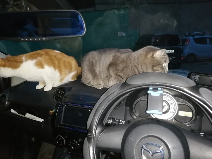 Просто котики в машине | Пикабу