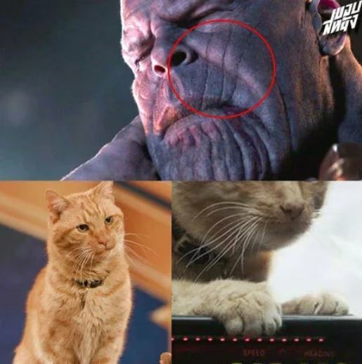 Meow theory