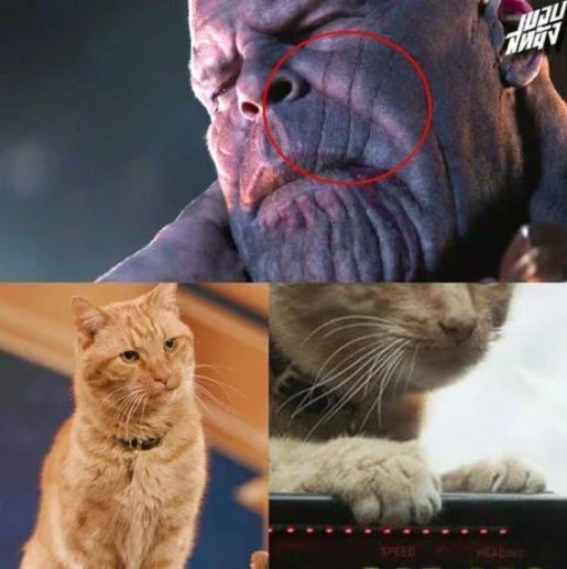 Meow theory - cat, Memes, , Pets, Marvel, Thanos