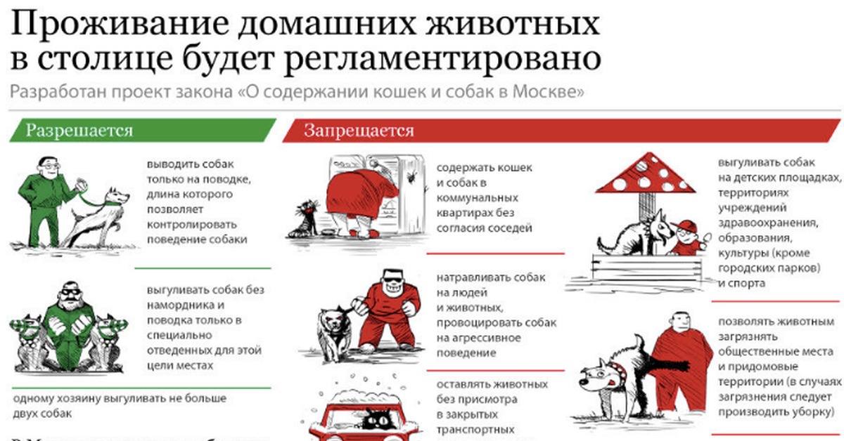 Правила содержания. Правила содержания домашних животных. Правила выгула собак. Закон о содержании собак. Закон о выгуле собак в России.