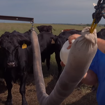 5 Nebraska Farm Secrets - My, Cow, Farm, Farmer, Fattening of bulls, Beef, Cattle, Pasture, Video, Longpost