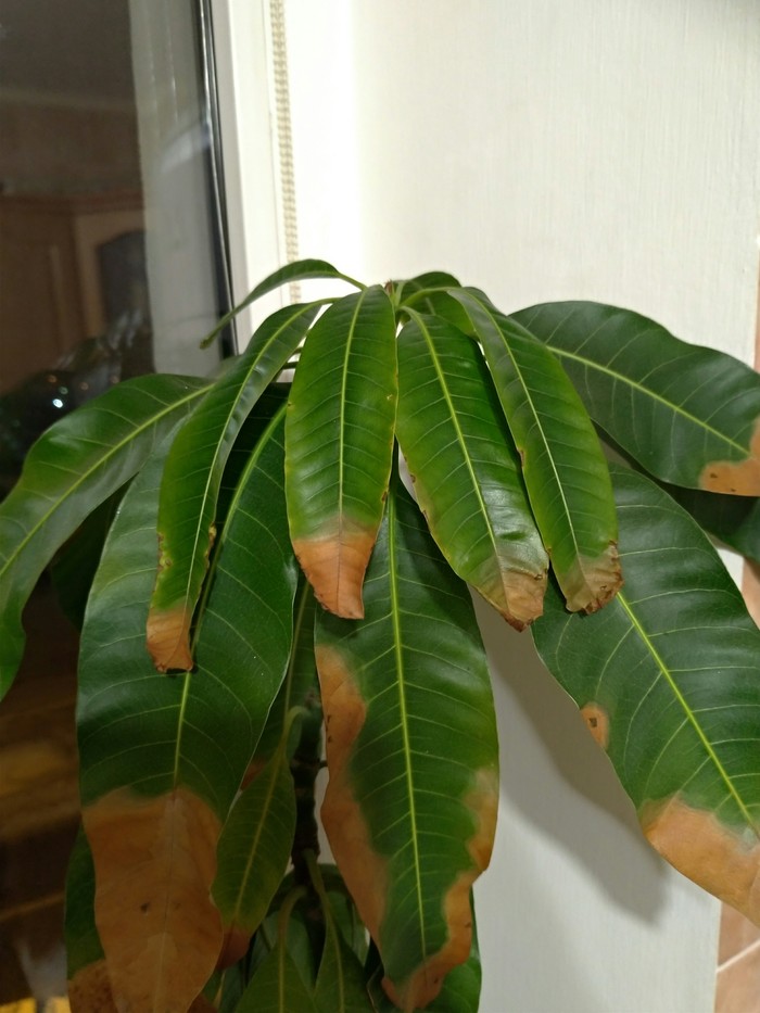 Mango on the windowsill - My, Mango, Gardening, Vegetable garden on the windowsill, Longpost